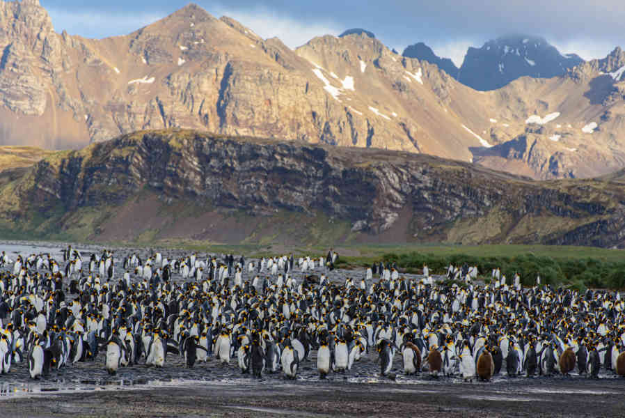 Pingüino Rey - islas Georgias del Sur 003.jpg